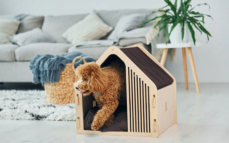 Style Your Pet’s Best Life